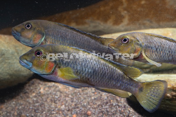 Orthochromis kalungwishiensis