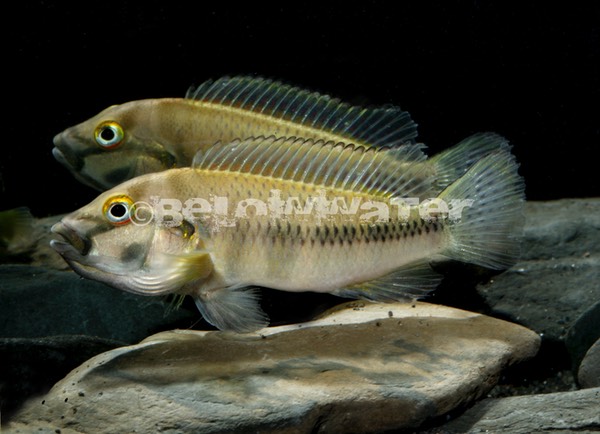Orthochromis stormsi