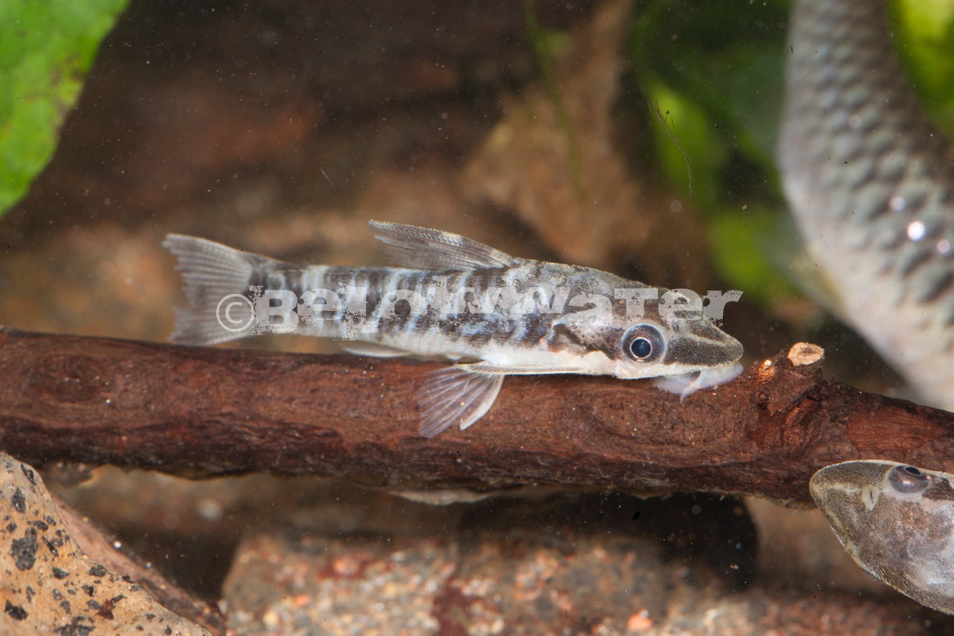 Otocinclus cocoma