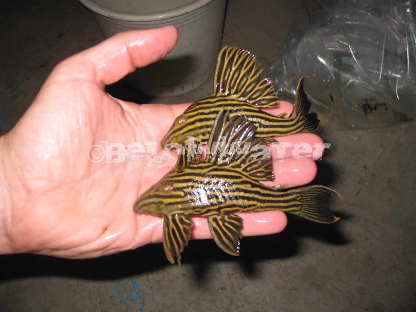 Panaque armbrusteri /L027