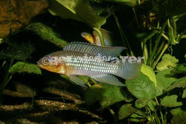 Parananochromis longirostris