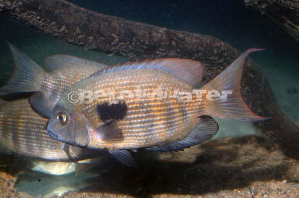 Kiener & Maugé, 1966