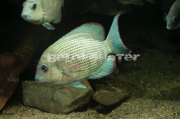 Paretroplus menarambo