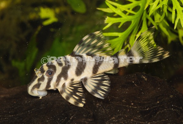 Peckoltia compta /L134