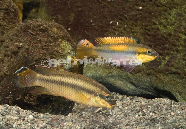 Pelvicachromis drachenfelsi