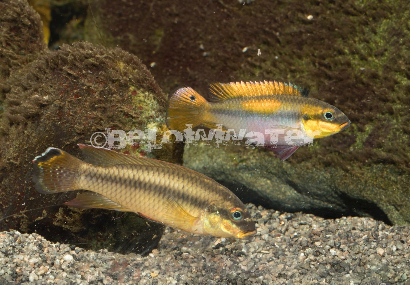 Pelvicachromis drachenfelsi