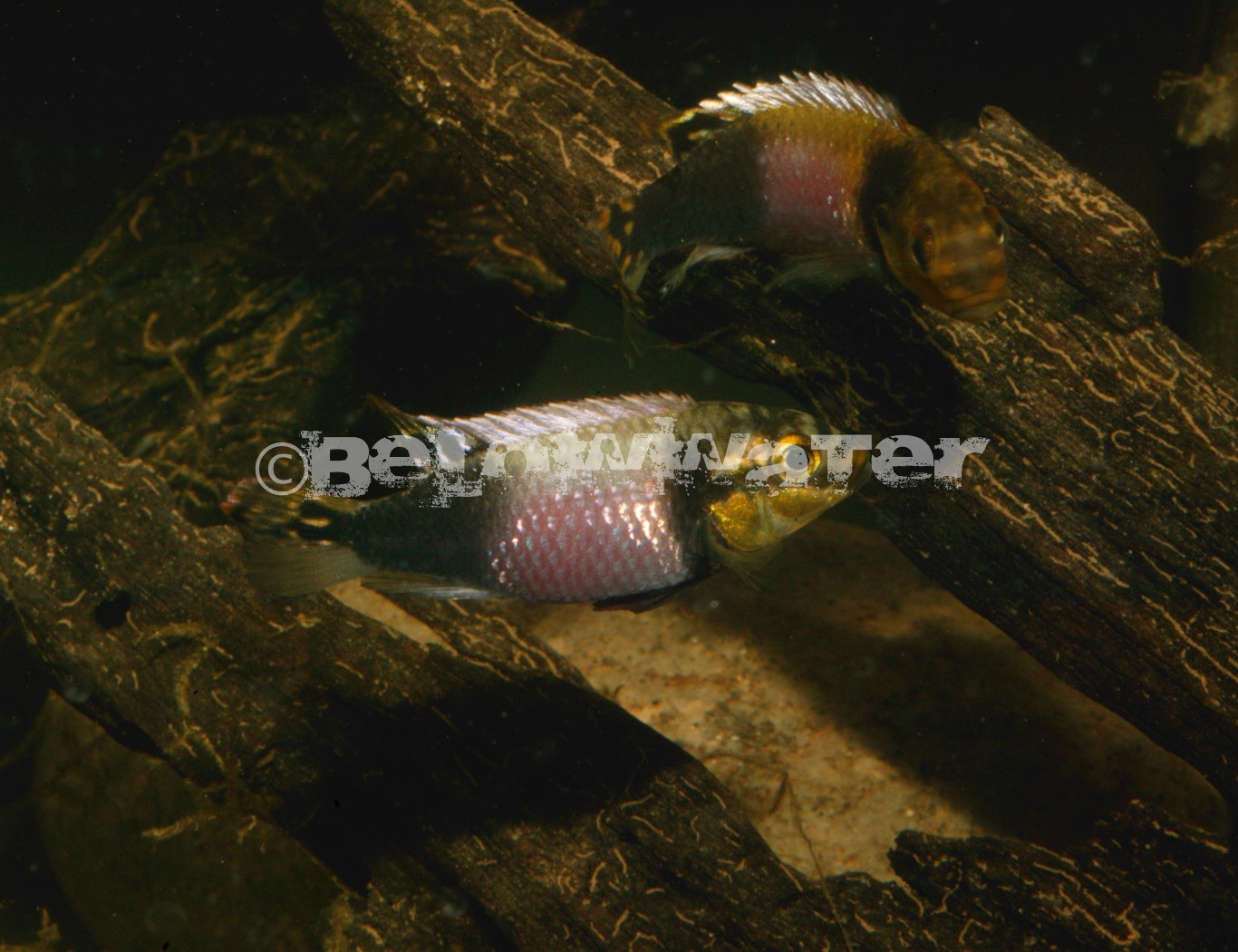 Pelvicachromis suboccelatus