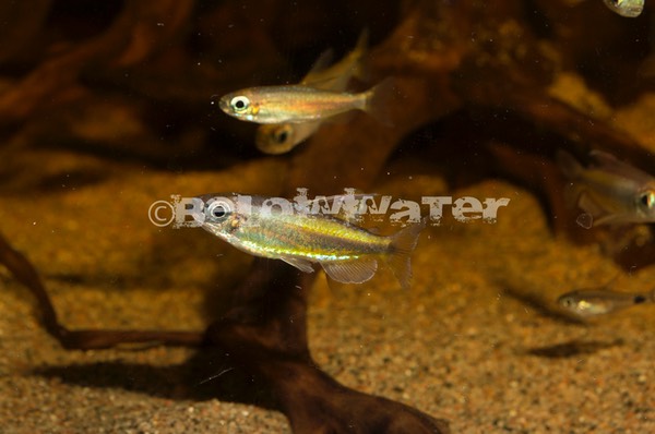 Phenacogrammus aurantiacus