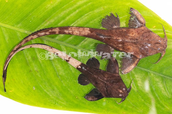 Platyastacus cotylephorus