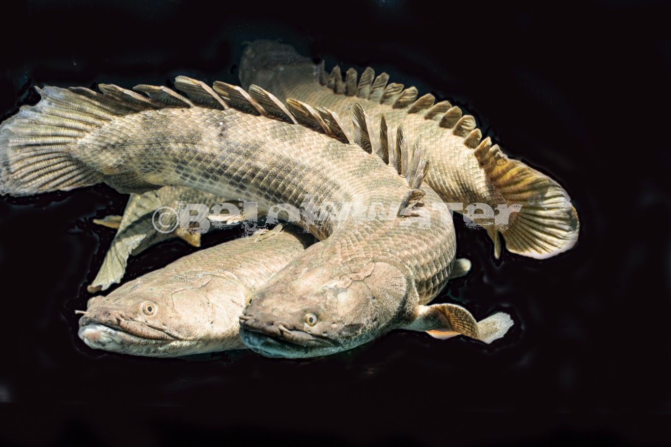 Polypterus ansorgii /75cm