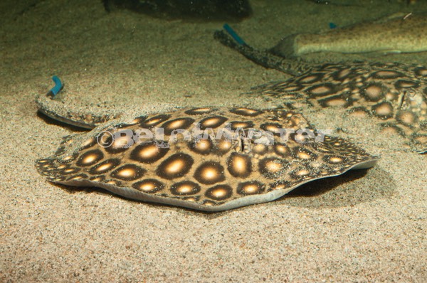 Potamotrygon boesemani