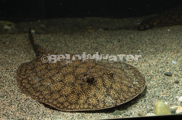 Potamotrygon marinae