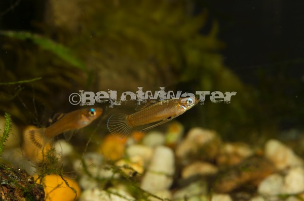 Priapichthys nigroventralis