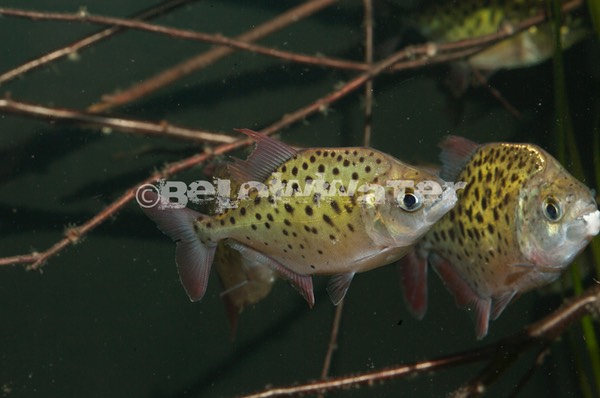 Pristobrycon maculipinnis