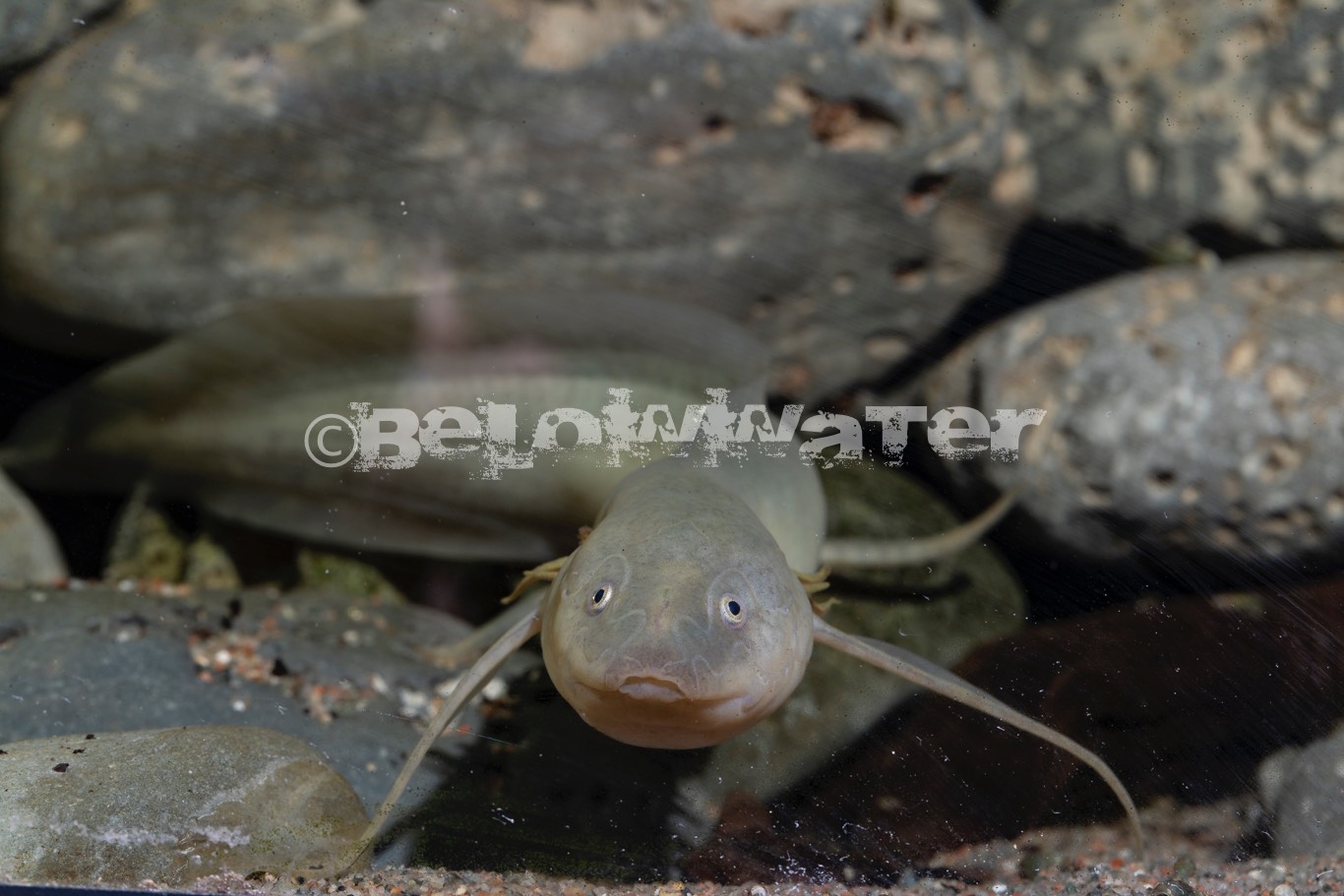 Protopterus amphibeus