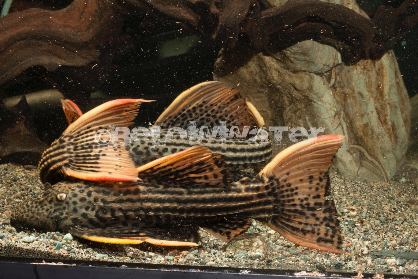 Pseudacanthicus pirarara /L025