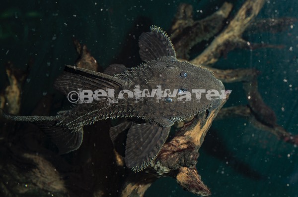 Pseudacanthicus spec. /L380