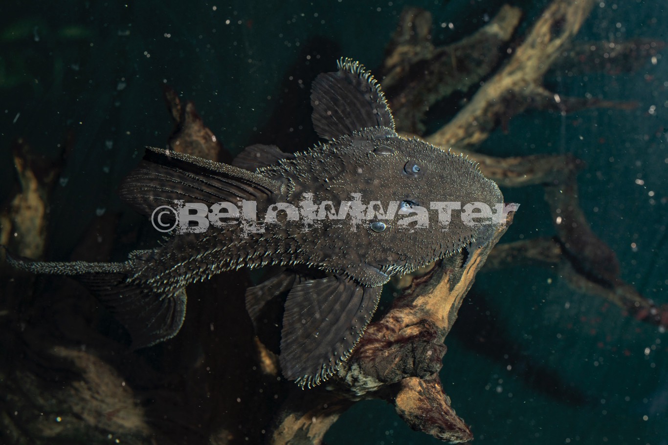 Pseudacanthicus spec. /L380