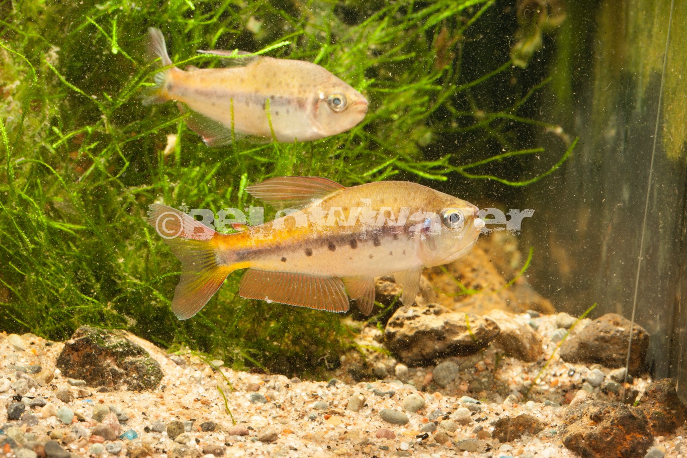 Pseudchalcheus kyburzi