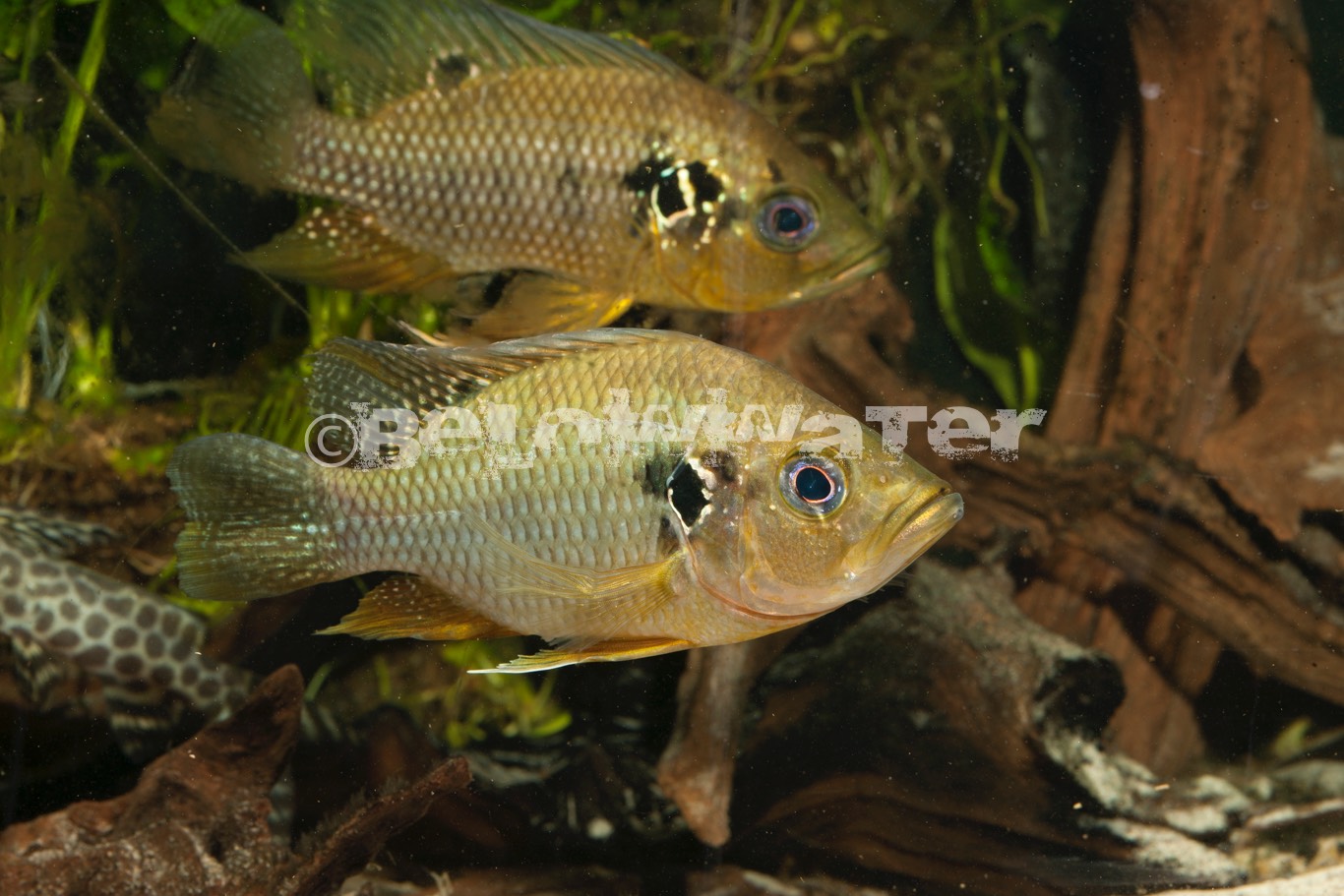 Pterochromis congicus