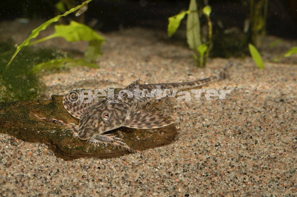 Rhadiloricaria macromystax