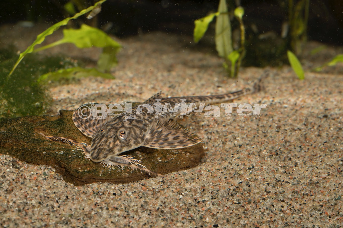 Rhadiloricaria macromystax