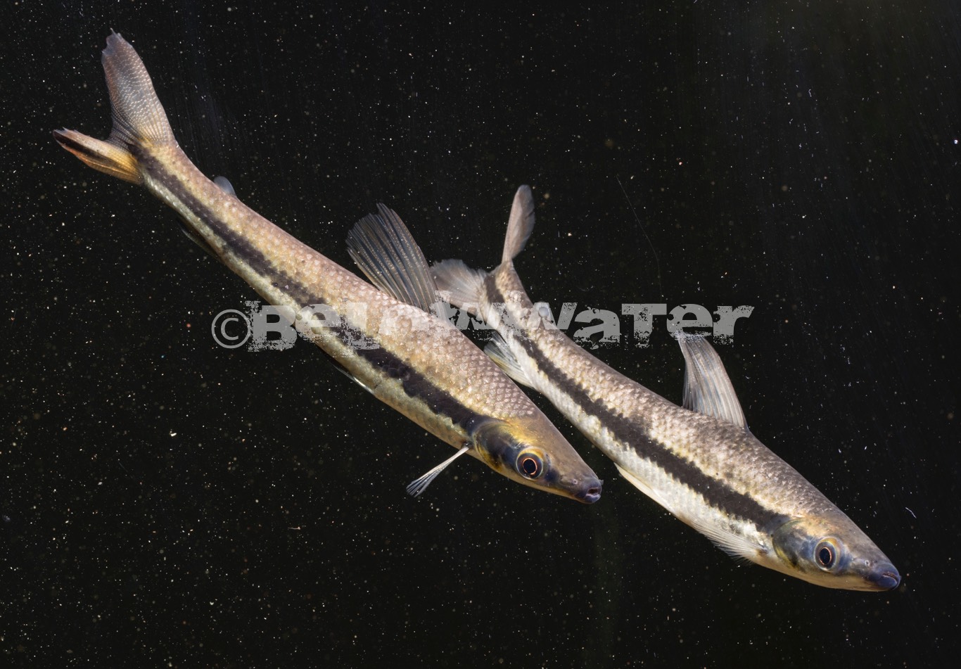 Rhytiodus argenteofuscus