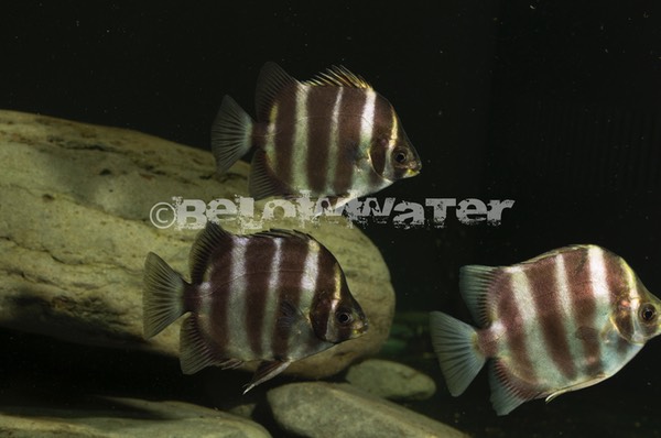 Scatophagus tetracanthus