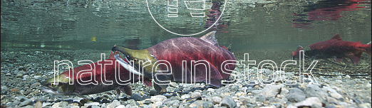 Screen Shot 2015-07-26 at 8.43.15 PM