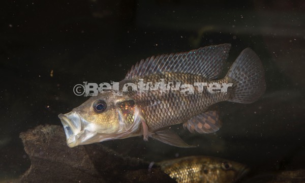 Serranochromis macrocephalus