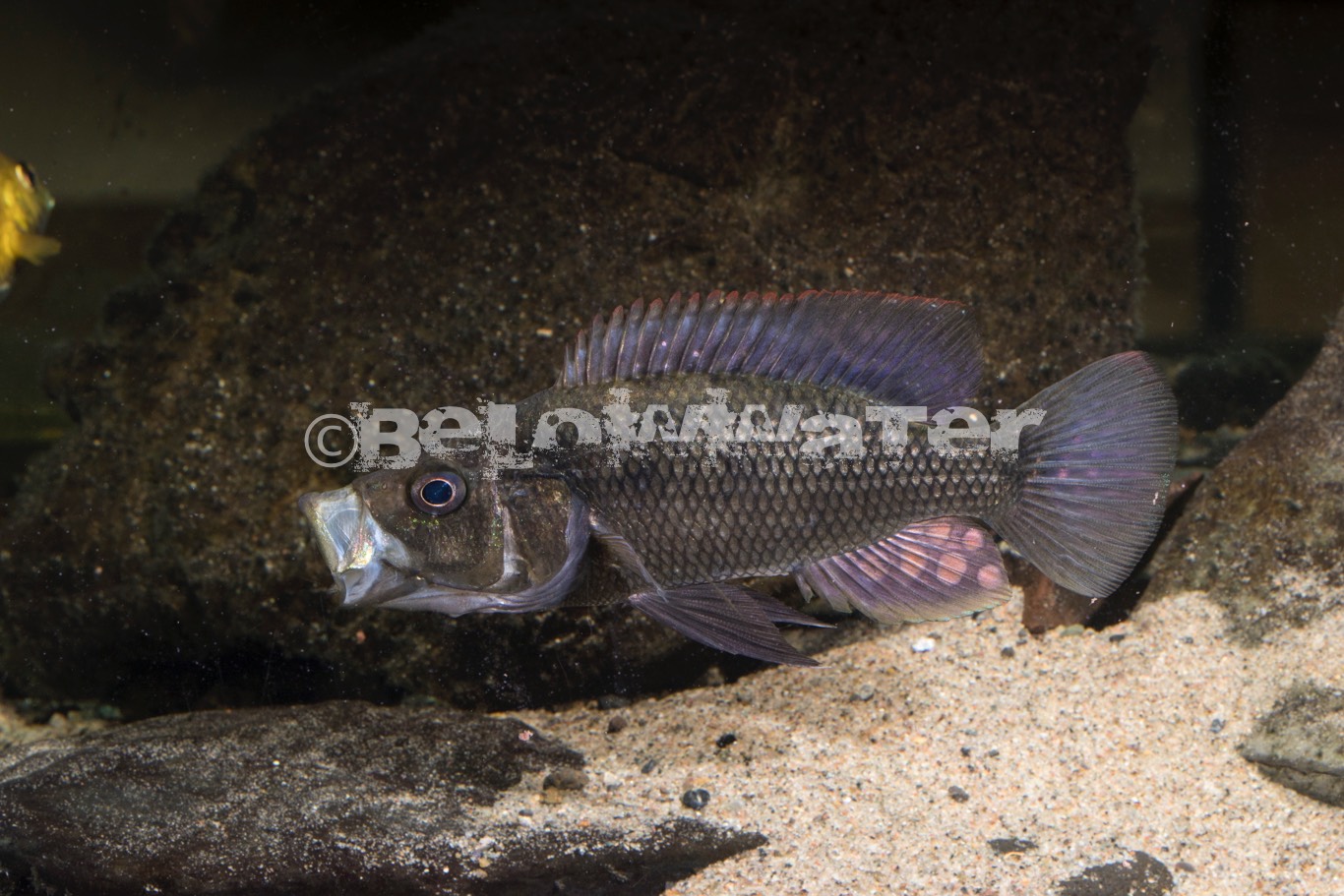 Serranochromis stappersi
