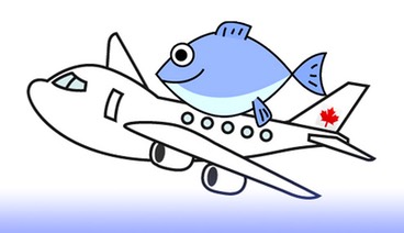 熱帯魚の個人輸入