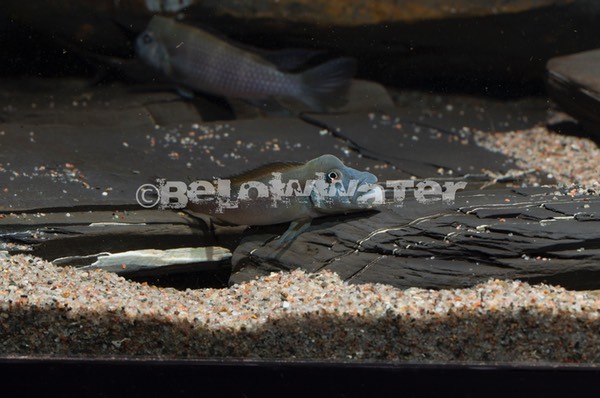 Steatocranus tinanti