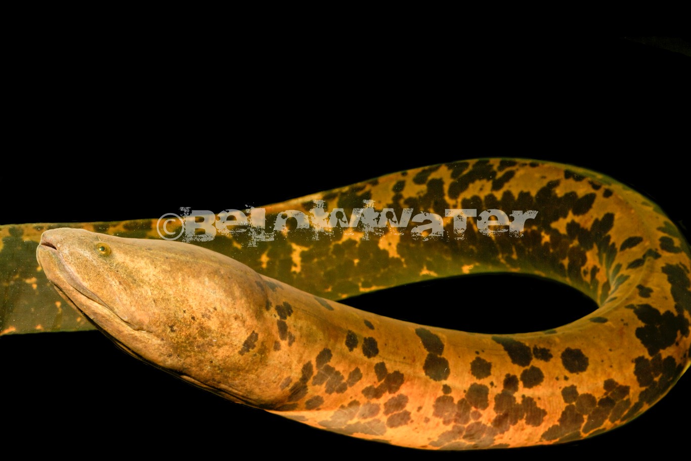 Symbranchus marmoratus