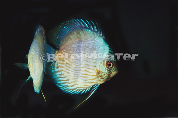 Symphysodon aequifasciata /Nhamunda