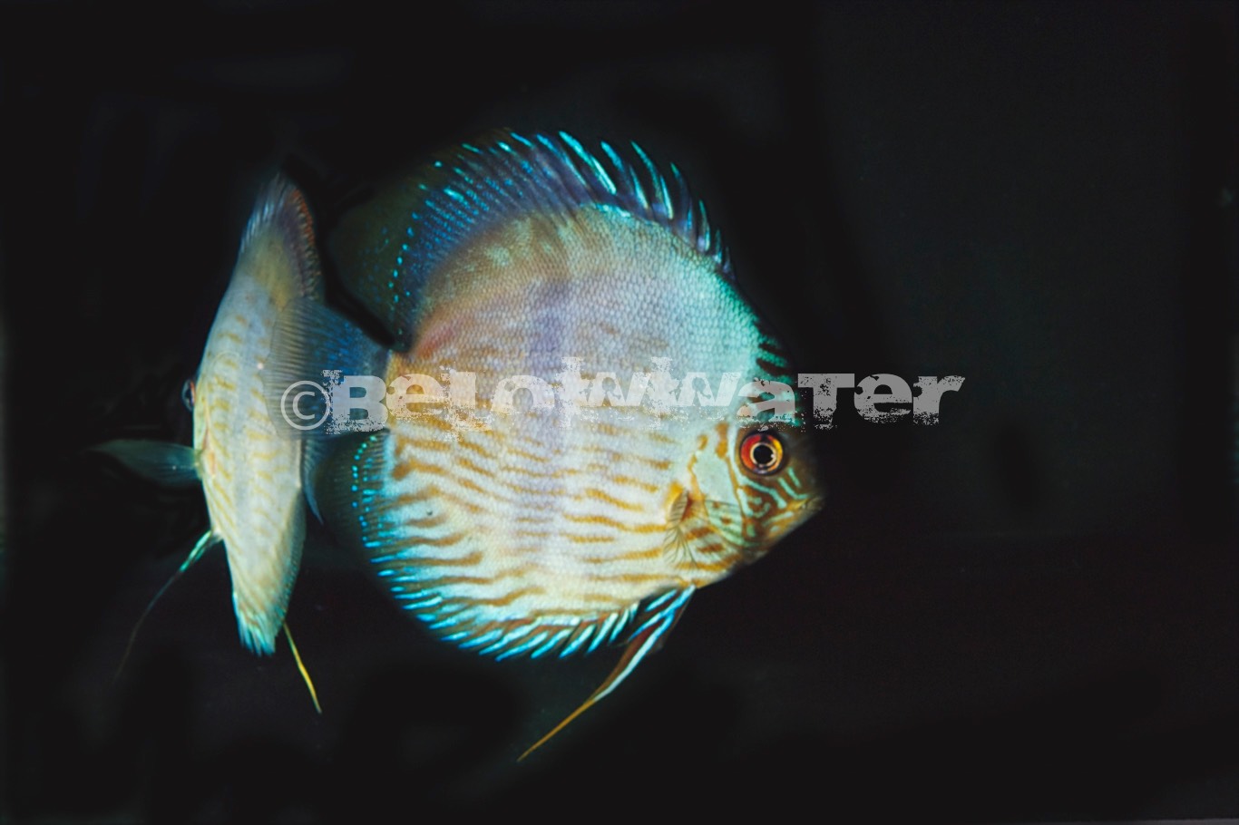 Symphysodon aequifasciata /Nhamunda