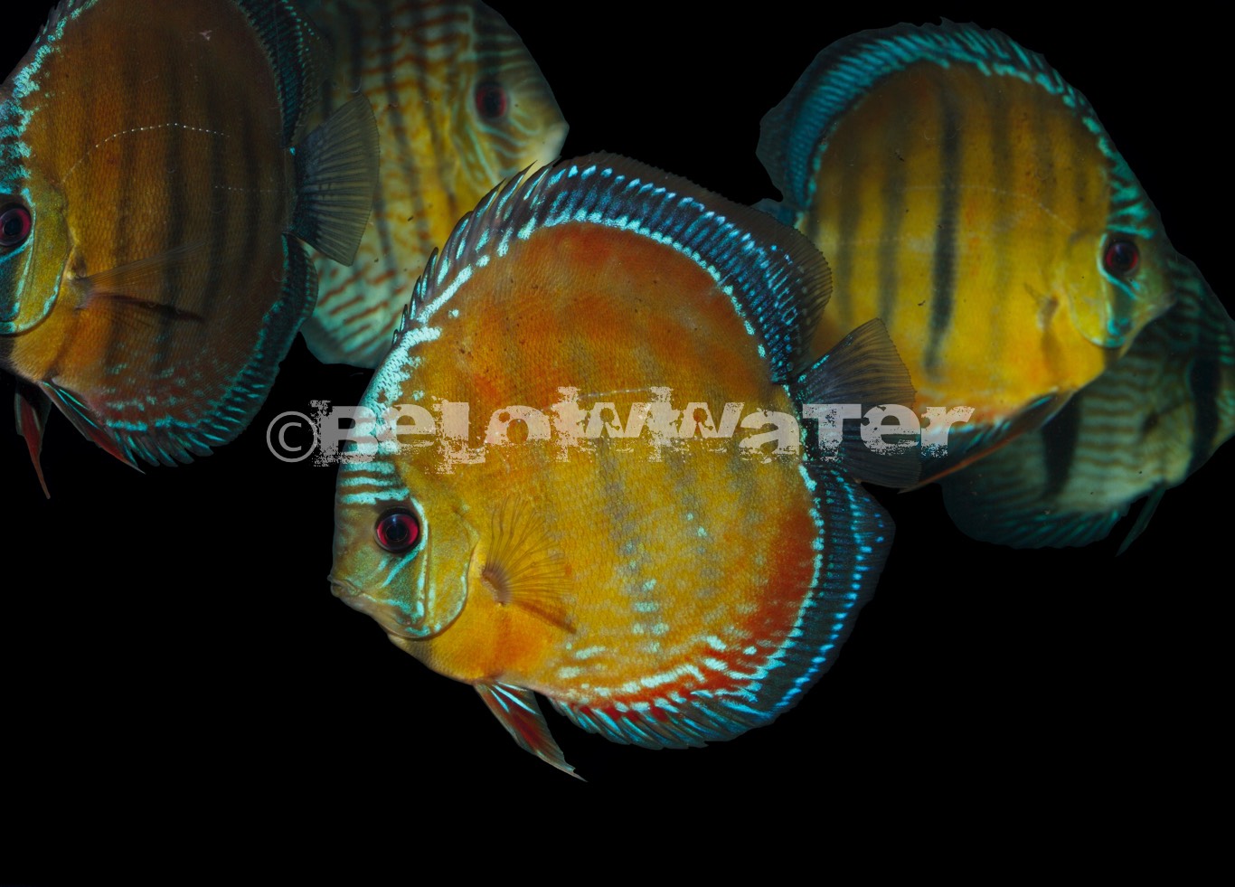 Symphysodon aequifasciata /Cuipuea