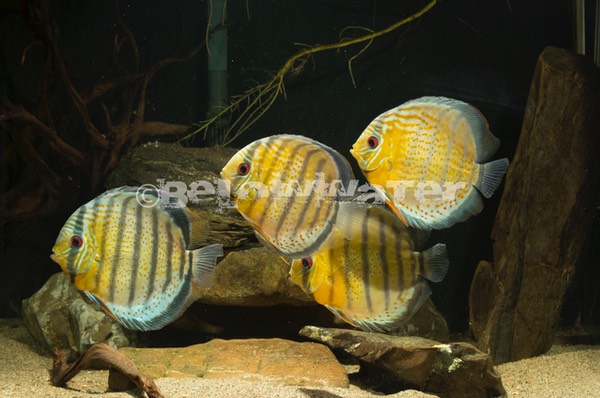 Symphysodon tarzoo /Putomayo