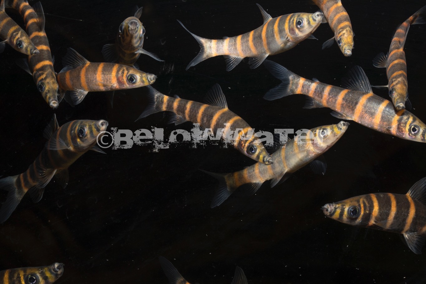 Synaptolaemus latofasciatus