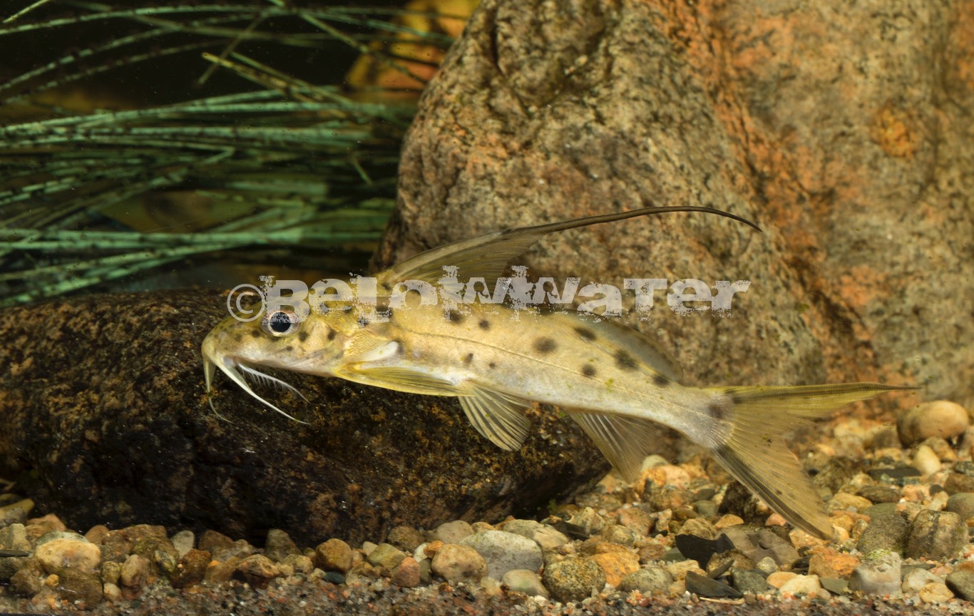Synodontis filamentosus