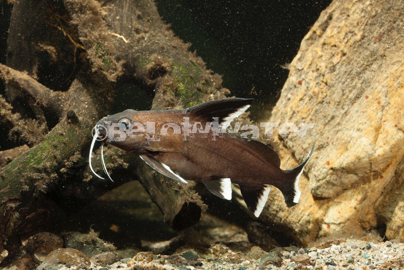 Synodontis granulosus