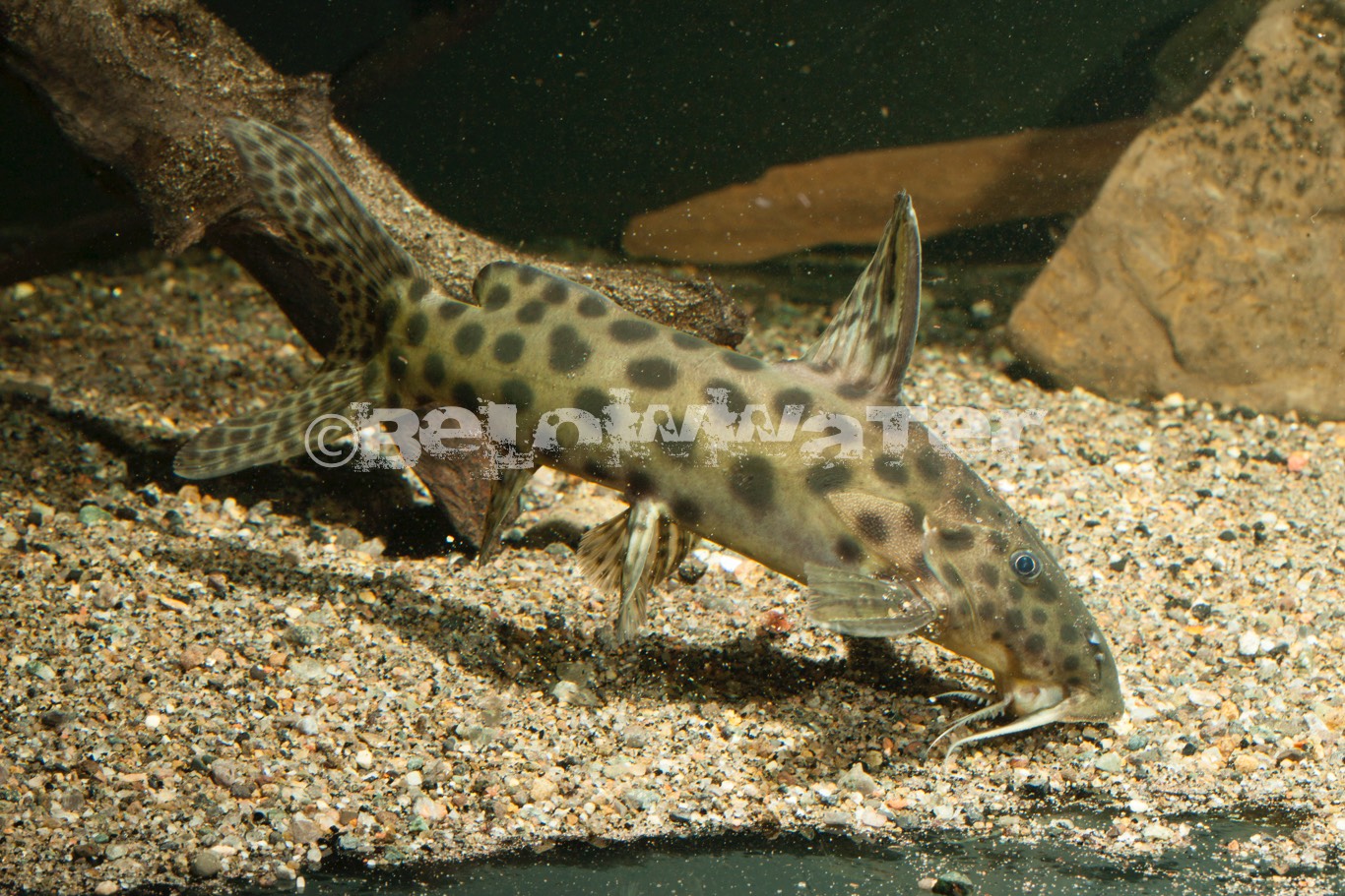 Synodontis longirostris