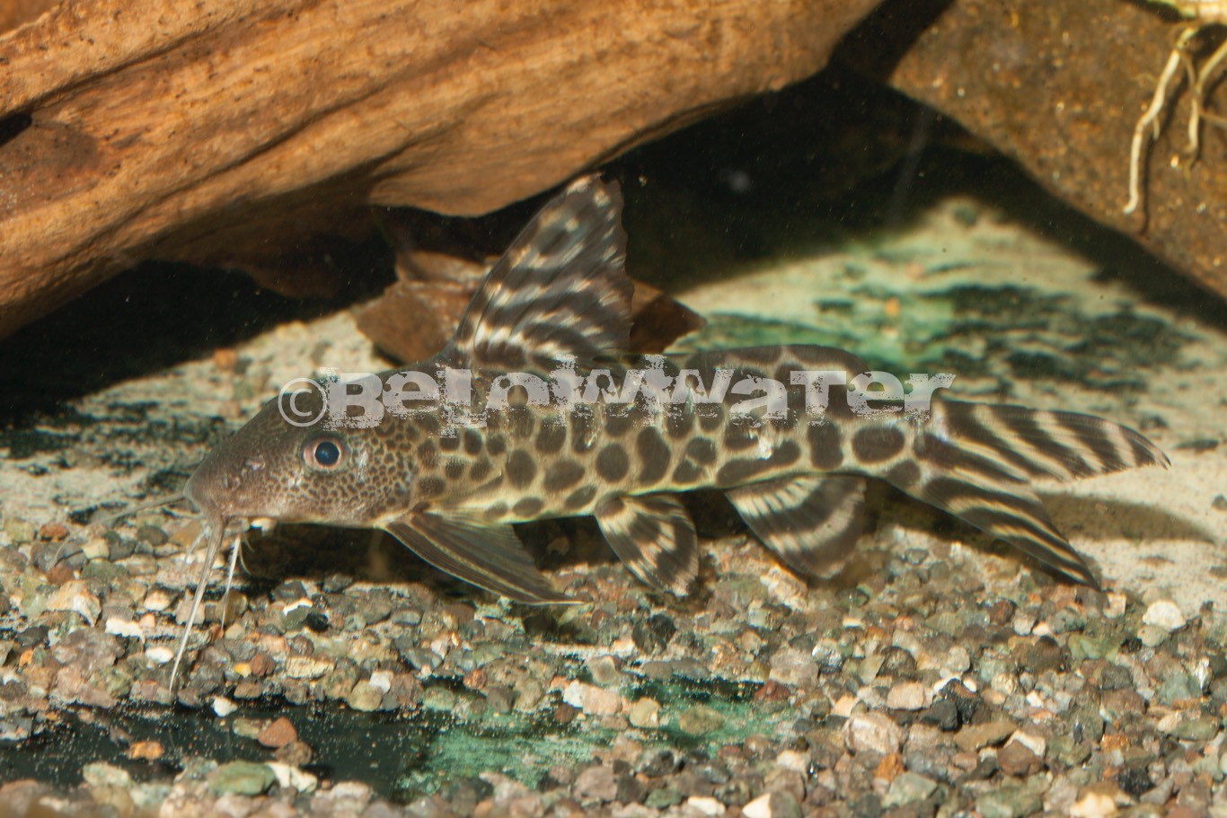 Synodontis pardalis