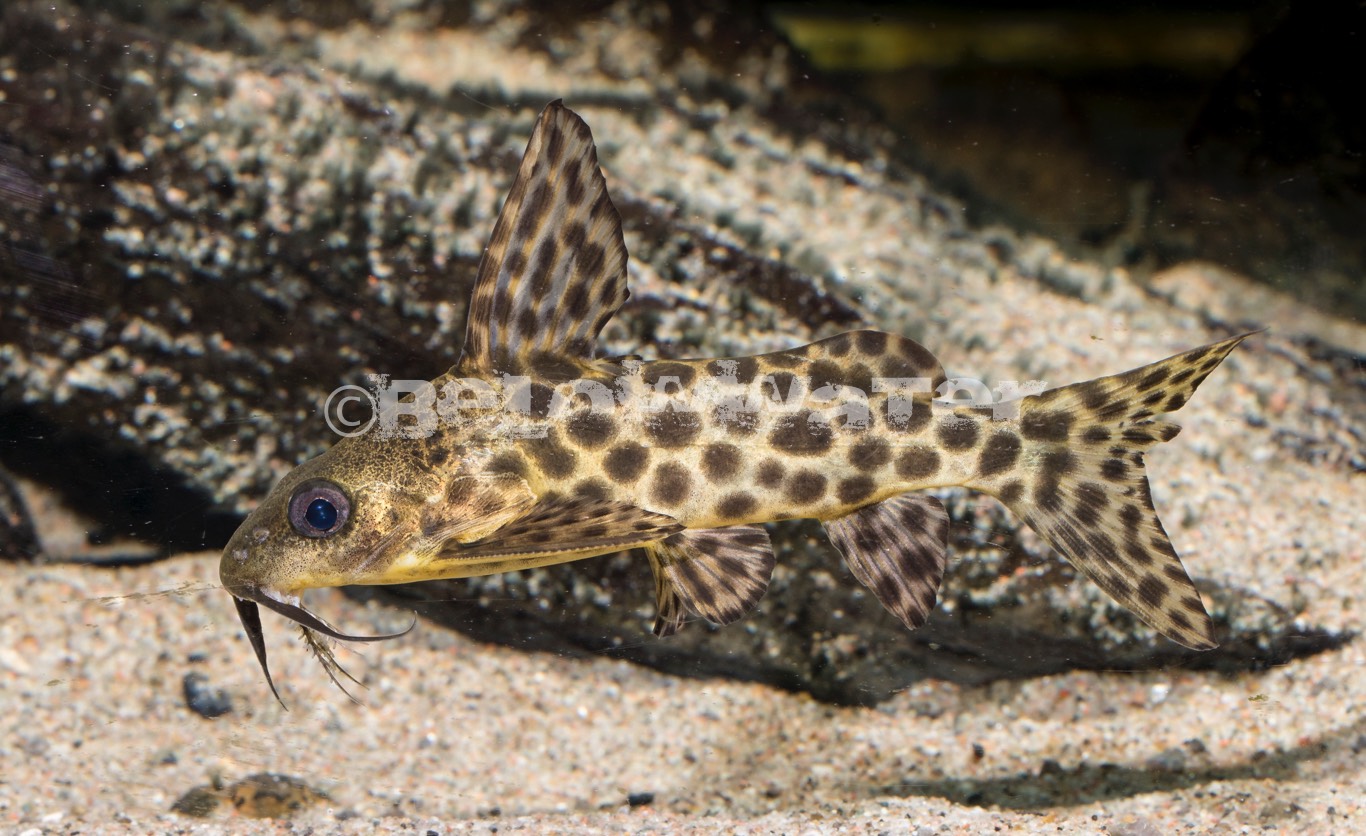 Synodontis polystictus