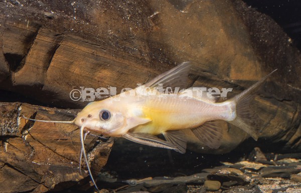 Synodontis schoutedeni /Albino