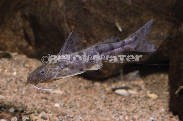 Synodontis victoriae