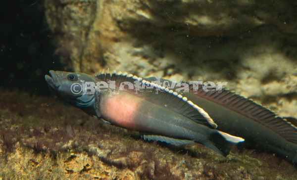 Teleogramma brichardi