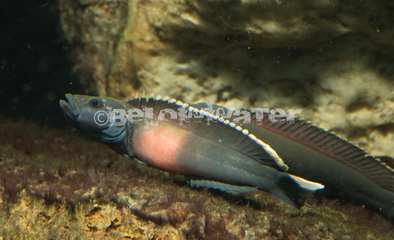 Teleogramma brichardi