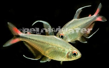 TETRAS 〜 テトラ 〜