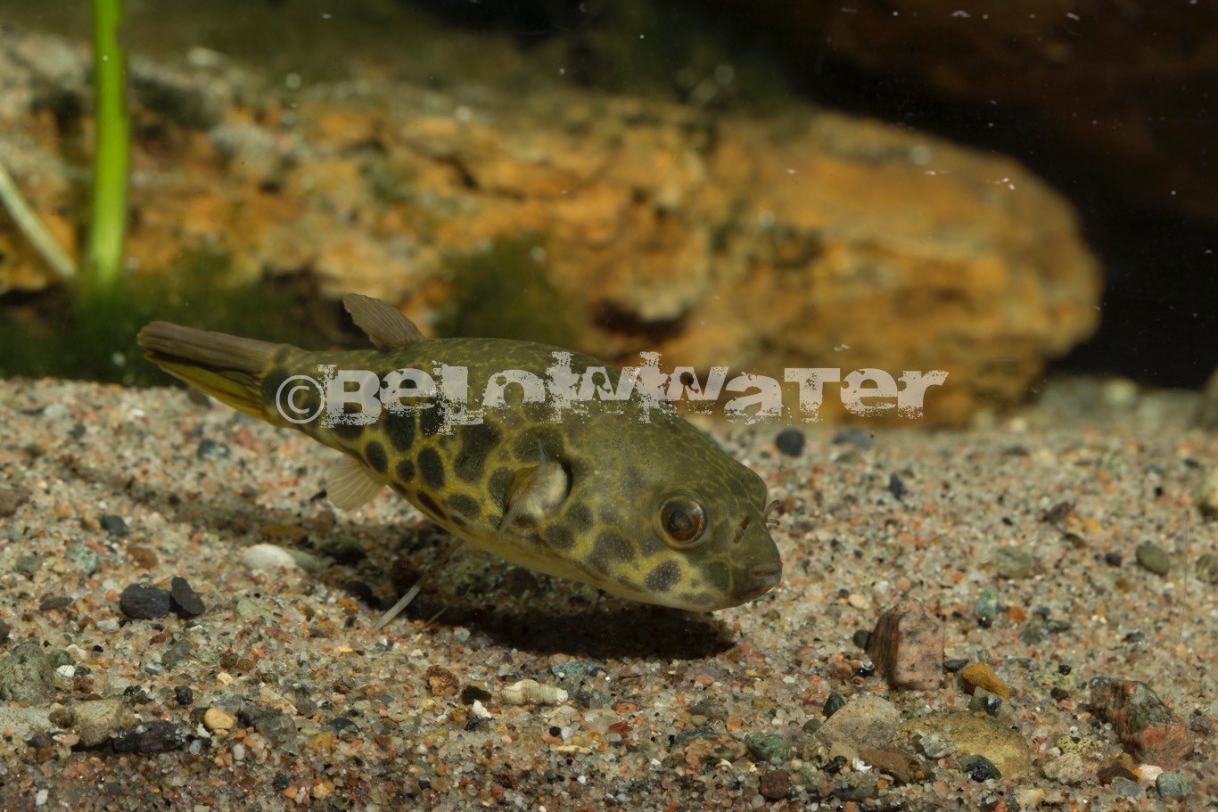 Tetraodon schoutedeni